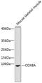 Cytochrome C Oxidase Subunit 8A antibody, 19-023, ProSci, Western Blot image 