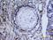 Platelet Derived Growth Factor Receptor Alpha antibody, AF1062, R&D Systems, Immunohistochemistry frozen image 