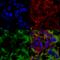 Neuroligin 3 antibody, 56552, QED Bioscience, Immunocytochemistry image 