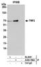 Telomeric Repeat Binding Factor 2 antibody, A300-796A, Bethyl Labs, Immunoprecipitation image 