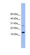 Glutaredoxin 2 antibody, NBP1-79689, Novus Biologicals, Western Blot image 