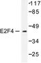 E2F Transcription Factor 4 antibody, LS-C175995, Lifespan Biosciences, Western Blot image 