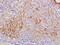 Claudin 10 antibody, orb156382, Biorbyt, Immunohistochemistry paraffin image 