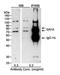 SAH3 antibody, NB100-401, Novus Biologicals, Western Blot image 