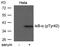 NFKB Inhibitor Alpha antibody, 79-180, ProSci, Western Blot image 