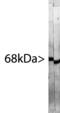 Neurofilament Light antibody, MBS415293, MyBioSource, Western Blot image 