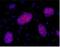POU Class 5 Homeobox 1 antibody, NBP2-15053, Novus Biologicals, Immunocytochemistry image 