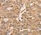 SDC3 antibody, MBS2520064, MyBioSource, Immunohistochemistry frozen image 