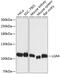 Leucine Rich Repeat Containing G Protein-Coupled Receptor 4 antibody, 14-566, ProSci, Western Blot image 