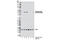 JunB Proto-Oncogene, AP-1 Transcription Factor Subunit antibody, 8053S, Cell Signaling Technology, Western Blot image 