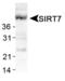 Sirtuin 7 antibody, PA1-46468, Invitrogen Antibodies, Western Blot image 
