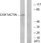 Cortactin antibody, LS-B13317, Lifespan Biosciences, Western Blot image 