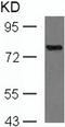 Protein Kinase C Theta antibody, TA324174, Origene, Western Blot image 