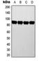 Electron transfer flavoprotein subunit alpha, mitochondrial antibody, orb341331, Biorbyt, Western Blot image 