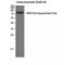 Notch Receptor 2 antibody, LS-C380510, Lifespan Biosciences, Western Blot image 