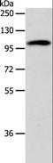 Adenylate Cyclase 1 antibody, LS-C402870, Lifespan Biosciences, Western Blot image 