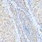 Seryl-TRNA Synthetase antibody, GTX64795, GeneTex, Immunohistochemistry paraffin image 