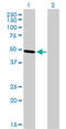 TFAP2B antibody, LS-C198327, Lifespan Biosciences, Western Blot image 