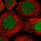 RAD51 Associated Protein 1 antibody, HPA051499, Atlas Antibodies, Immunofluorescence image 
