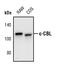 Cbl Proto-Oncogene antibody, PA5-17453, Invitrogen Antibodies, Western Blot image 