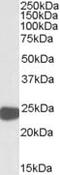 Peroxiredoxin 1 antibody, MBS422240, MyBioSource, Western Blot image 