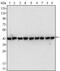 Beta-Actin antibody, MA5-15452, Invitrogen Antibodies, Western Blot image 