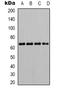 Protein Tyrosine Phosphatase Non-Receptor Type 6 antibody, orb338828, Biorbyt, Western Blot image 