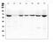 Lamin B Receptor antibody, A01238-2, Boster Biological Technology, Western Blot image 