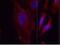 Phospholipase C-gamma-2 antibody, GTX38559, GeneTex, Immunofluorescence image 