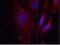 Phospholipase C Gamma 2 antibody, GTX38559, GeneTex, Immunofluorescence image 