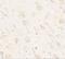 Adhesion Molecule With Ig Like Domain 1 antibody, NBP2-81780, Novus Biologicals, Immunohistochemistry frozen image 