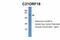 SET Domain Containing 4 antibody, 28-128, ProSci, Western Blot image 