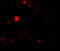 Tectonic Family Member 3 antibody, A12051, Boster Biological Technology, Immunofluorescence image 
