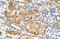 GDP-Mannose Pyrophosphorylase B antibody, 30-464, ProSci, Immunohistochemistry frozen image 