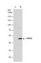 G Protein Subunit Alpha Q antibody, NBP1-31985, Novus Biologicals, Western Blot image 
