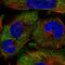 PCD19 antibody, HPA027533, Atlas Antibodies, Immunofluorescence image 