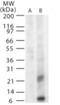 West Nile Virus envelope glycoprotein M antibody, NB100-56743, Novus Biologicals, Western Blot image 