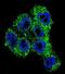 Transient Receptor Potential Cation Channel Subfamily M Member 8 antibody, abx026431, Abbexa, Immunofluorescence image 