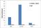 MAF BZIP Transcription Factor A antibody, 720262, Invitrogen Antibodies, Chromatin Immunoprecipitation image 