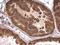 Mechanistic Target Of Rapamycin Kinase antibody, PA5-34663, Invitrogen Antibodies, Immunohistochemistry frozen image 