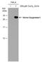 Heme Oxygenase 1 antibody, GTX633677, GeneTex, Western Blot image 