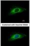 Keratin 7 antibody, PA5-34764, Invitrogen Antibodies, Immunofluorescence image 