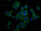 TNF Receptor Superfamily Member 19 antibody, LS-C673941, Lifespan Biosciences, Immunofluorescence image 