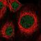 Zinc Finger Protein 83 antibody, PA5-55281, Invitrogen Antibodies, Immunofluorescence image 