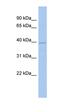 Kelch Like Family Member 35 antibody, orb325926, Biorbyt, Western Blot image 