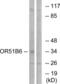 Olfactory Receptor Family 51 Subfamily B Member 6 antibody, LS-C199354, Lifespan Biosciences, Western Blot image 