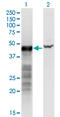 BCL2 Interacting Protein 2 antibody, LS-C196768, Lifespan Biosciences, Western Blot image 