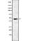 5T4 antibody, abx219070, Abbexa, Western Blot image 