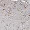 Kelch Like Family Member 32 antibody, NBP2-14169, Novus Biologicals, Immunohistochemistry frozen image 