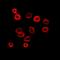 WASP Like Actin Nucleation Promoting Factor antibody, orb382119, Biorbyt, Immunofluorescence image 